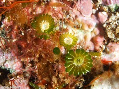 Parvocaulis polyphysoides