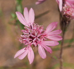 Palafoxia sphacelata