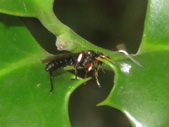 Cratichneumon