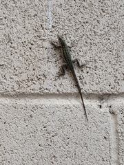 Uta stansburiana elegans