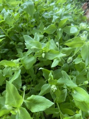 Stellaria media