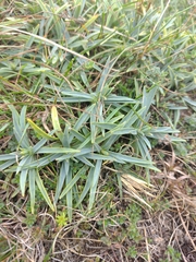 Dianthus gratianopolitanus