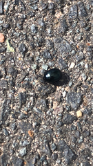 Chrysolina haemoptera