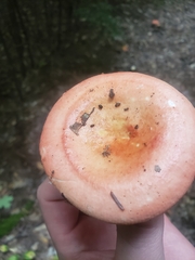 Russula decolorans