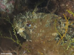 Scorpaena porcus