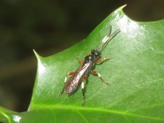 Cratichneumon