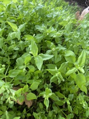 Stellaria media