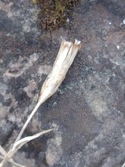Dianthus gratianopolitanus