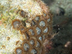 Palythoa grandiflora