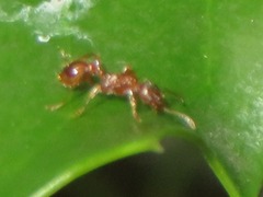 Myrmica rubra