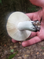 Russula decolorans
