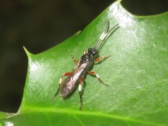 Cratichneumon