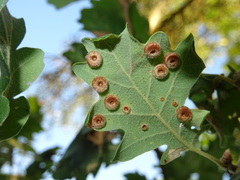 Neuroterus numismalis