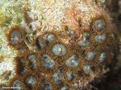 Palythoa grandiflora