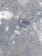 Dianthus gratianopolitanus