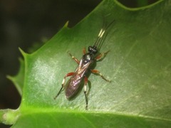 Cratichneumon