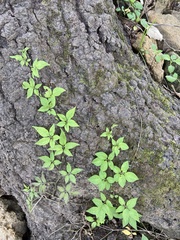 Parthenocissus quinquefolia