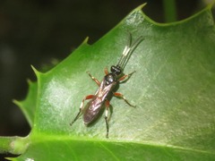 Cratichneumon