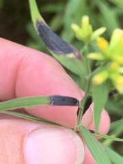 Asteromyia euthamiae