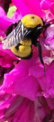 Bombus morrisoni