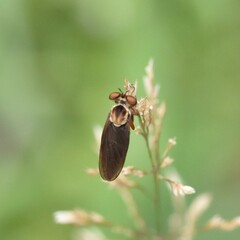 Holcocephala