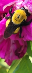 Bombus morrisoni