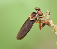 Holcocephala
