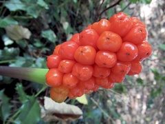 Arum maculatum