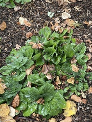Ajuga reptans