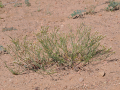 Eriogonum lonchophyllum