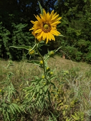 Helianthus maximiliani