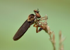 Holcocephala