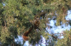 Sciurus niger