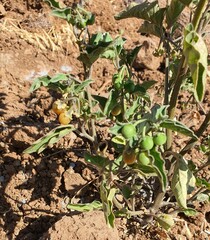 Solanum villosum