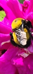 Bombus morrisoni