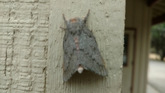 Syssphinx heiligbrodti