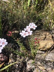 Adenandra