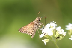 Atalopedes campestris