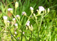 Cyanthillium cinereum