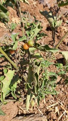 Solanum villosum