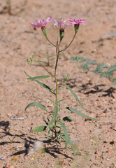 Palafoxia sphacelata