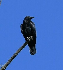 Corvus ossifragus