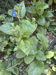 Pentaglottis sempervirens