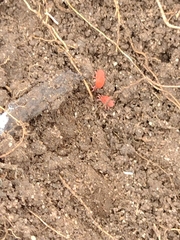 Trombidioidea
