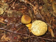 Pseudoboletus parasiticus