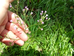 Cyanthillium cinereum