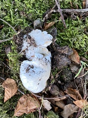 Hygrophorus eburneus