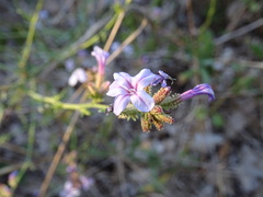 Plumbago europaea