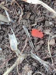 Trombidioidea
