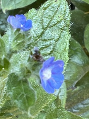 Pentaglottis sempervirens